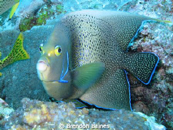 Angel fish. Turned into me with a startled look. Shot wit... by Brendon Baines 